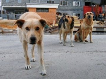 На бездомних собак найбільше скаржаться мешканці проспекту Соборності