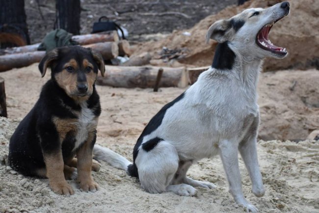 Брати наші менші: вражаюча історія від волинських військових