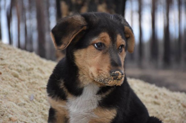 Брати наші менші: вражаюча історія від волинських військових