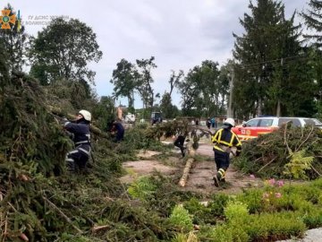 У селі на Волині негода повалила дерева. ФОТО