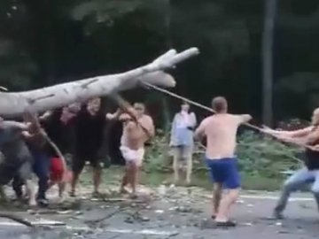 На Волині через негоду на авто впало дерево. ВІДЕО. ОНОВЛЕНО