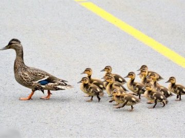 Патрульні зупинили рух на трасі Київ-Одеса через каченят. ВІДЕО
