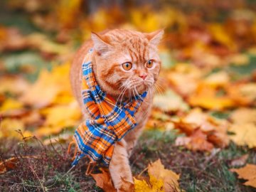 Погода в Луцьку та Волинській області на вівторок, 2 жовтня