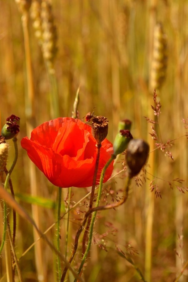 Фотовиставка Ольги Кошелєвої