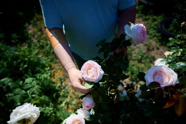 «Людина гине, а ти її все одно любиш»: війна забрала його Наталю, і Олексій садить в пам'ять про неї троянди на Волині