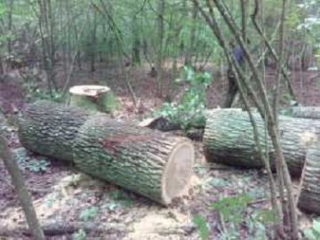 На Волині затримали чоловіків, які незаконно зрізали дуб