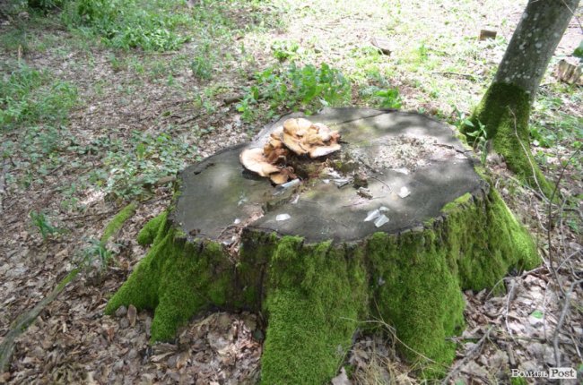 Цуманська пуща