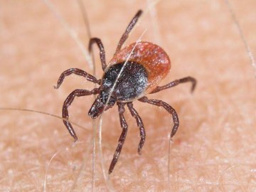 Волинян попереджають про небезпеку від кліщів