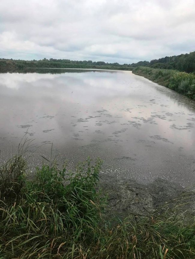 Нові джерела смороду: поблизу Луцька виявили поля зі зливами Рожищенського сирзаводу
