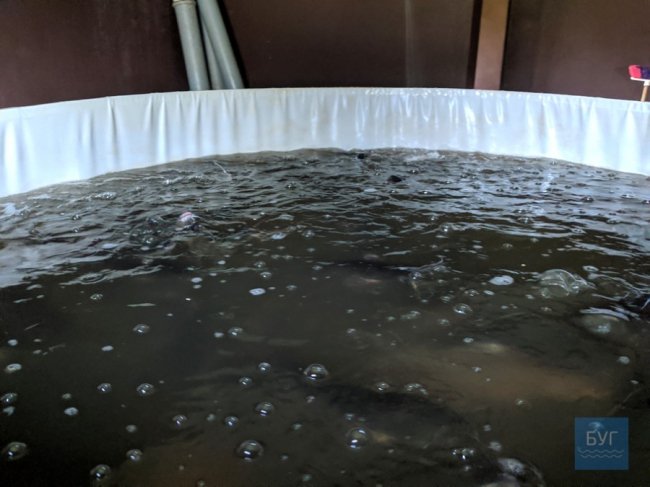 Як на Волині фермер вирощує сомів. ВІДЕО