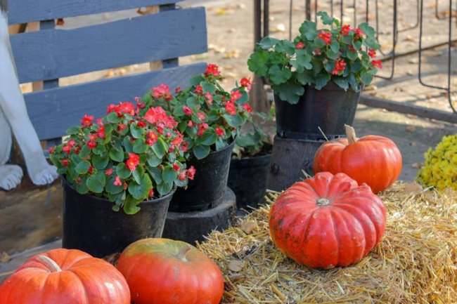 У Луцькому зоопарку відгуляли свято гарбуза: як це було. ФОТО