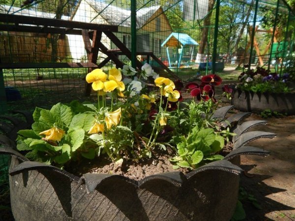 Луцькі «революційні» шини стали забавкою для ведмедів. ФОТО. ВІДЕО