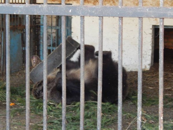 Луцькі «революційні» шини стали забавкою для ведмедів. ФОТО. ВІДЕО
