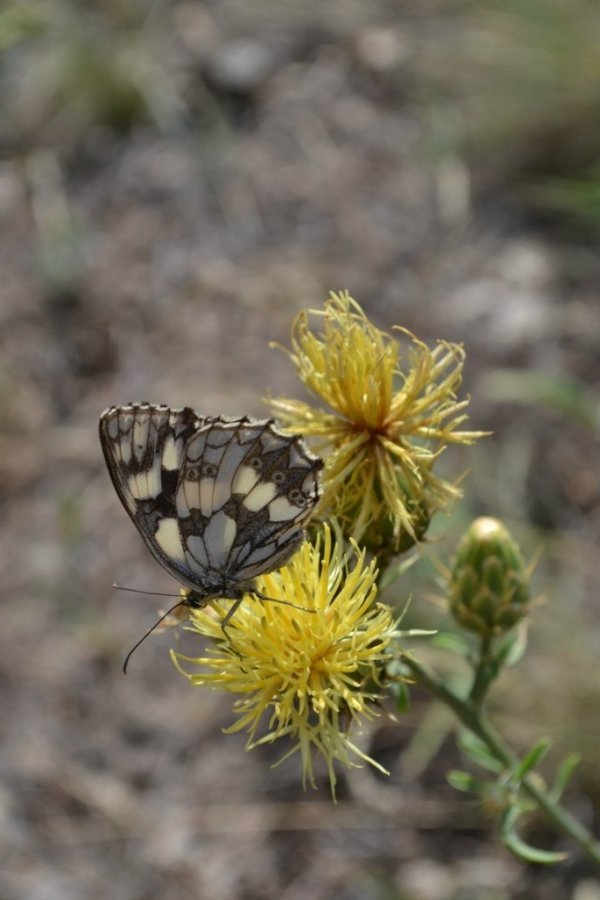 Эту бабочку я сняла при подъеме на каменные грибы. Долина реки Сатеры. Крым, 8 июля 2013 года. Автор Маша Титаренко