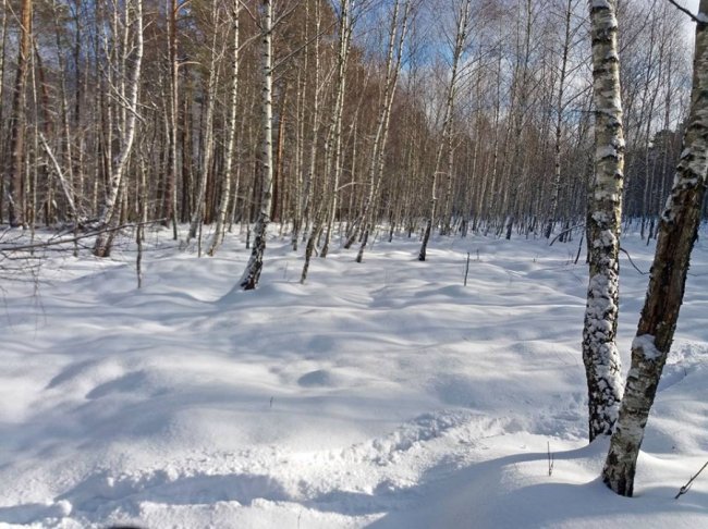 Як у волинському лісі зубрів шукали. ФОТО