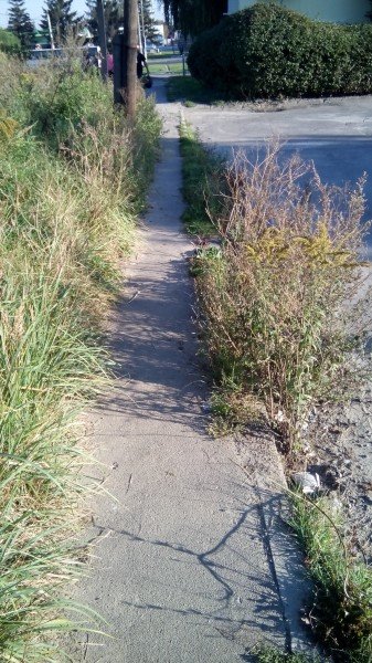 Через зарослий тротуар мешканці вулиці в Луцьку ходять дорогою. ФОТО