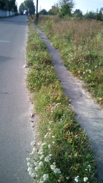 Через зарослий тротуар мешканці вулиці в Луцьку ходять дорогою. ФОТО