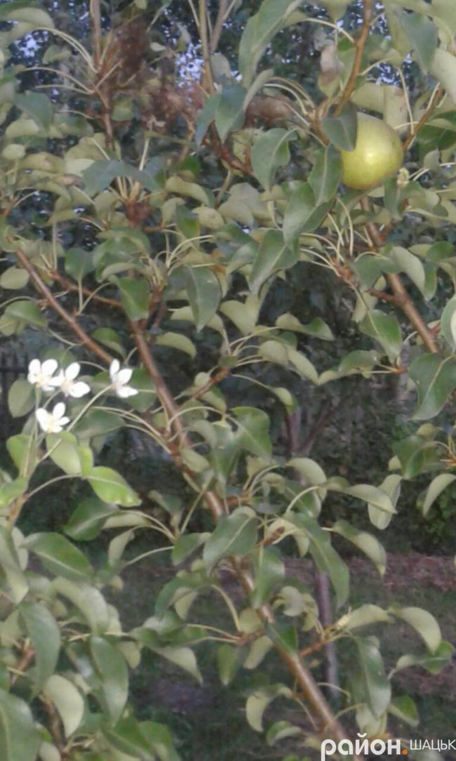 На Світязі розквітли груші. ФОТО