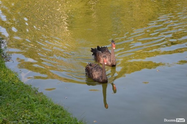 Луцькі депутати надумали врятувати зоопарк. ФОТО
