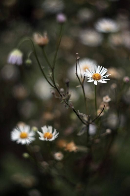 Фотовиставка Віктора Голікова