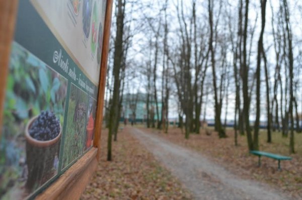 На Волині з'явилася «Лісова алея»