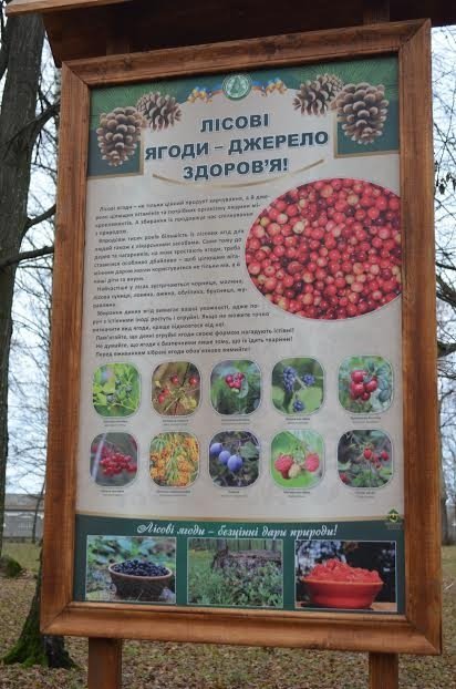 На Волині з'явилася «Лісова алея»