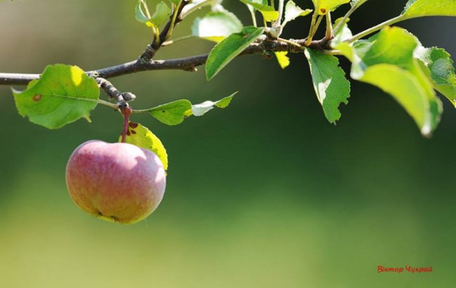 Соковите літо на світлинах луцького фотографа