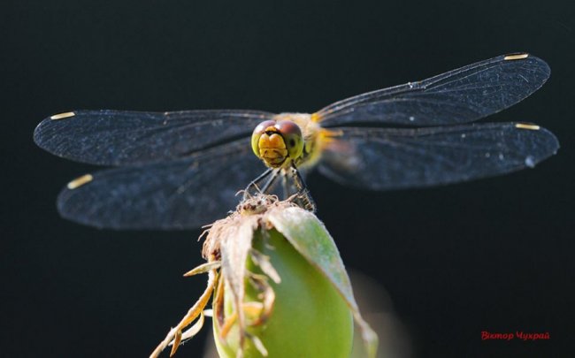 Соковите літо на світлинах луцького фотографа