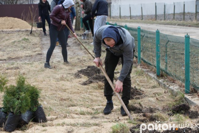 У курортному селищі Волині висадили сотню туй. ФОТО
