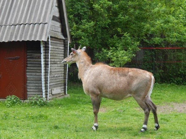 У луцькому зоопарку − новий мешканець. ФОТО
