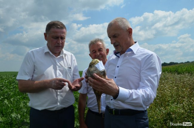 На Волині вирощують гігантські буряки. ФОТО