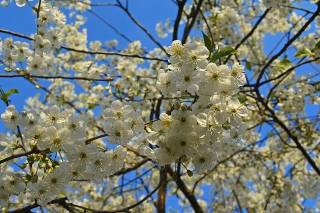 На Волині від квітневих холодів померзли фруктові дерева. ВІДЕО