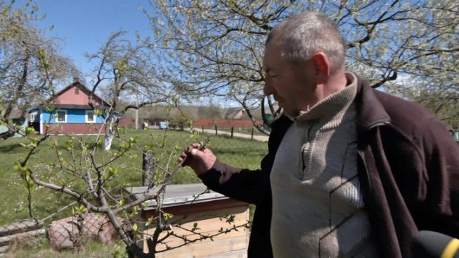 На Волині від квітневих холодів померзли фруктові дерева. ВІДЕО
