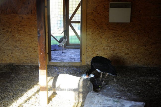 У Луцькому зоопарку – червонокнижне поповнення. ФОТО