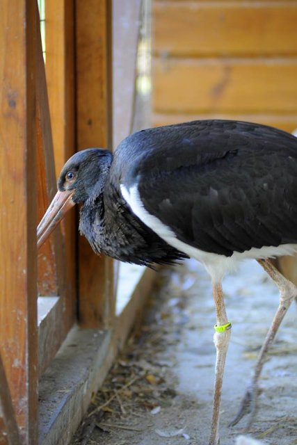 У Луцькому зоопарку – червонокнижне поповнення. ФОТО