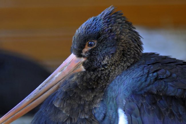 У Луцькому зоопарку – червонокнижне поповнення. ФОТО