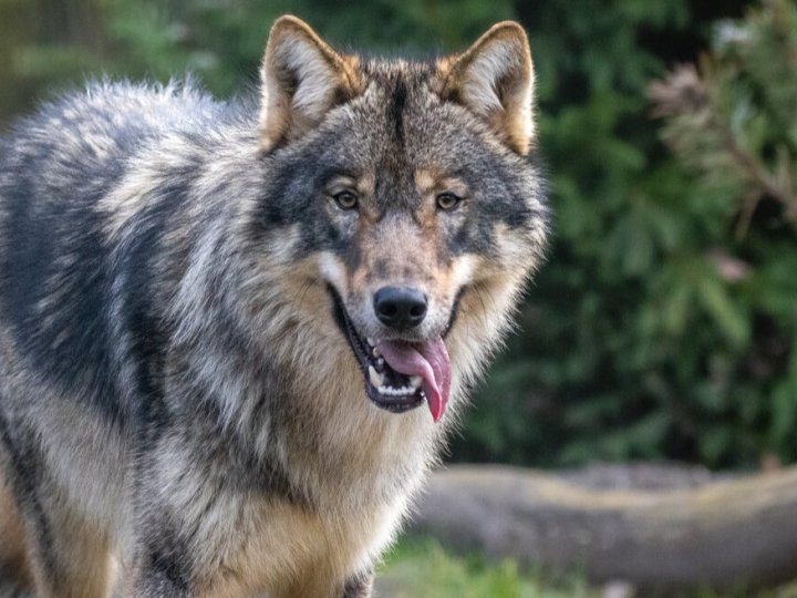 На Волині вовки атакують село: заходять на подвір'я та нападають на овець