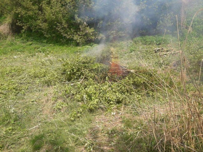 У Луцьку зловили паліїв гілок. ФОТО