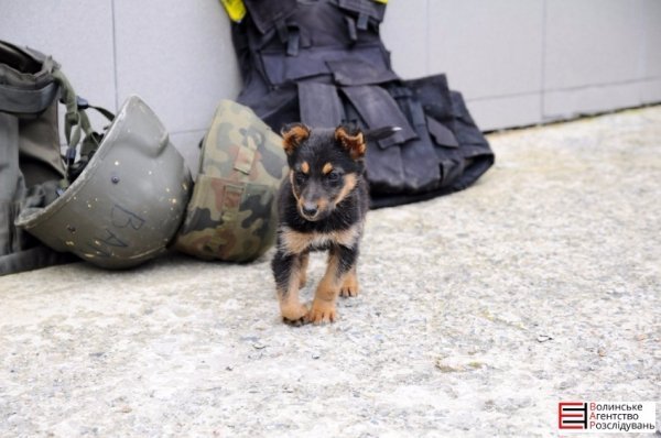 Бійці «Світязя» повернулися з ротації без втрат. ФОТО