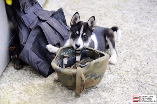 Бійці «Світязя» повернулися з ротації без втрат. ФОТО