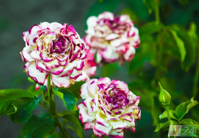 Рожеві, білі і червоні: у центрі Луцька зацвів трояндовий сад