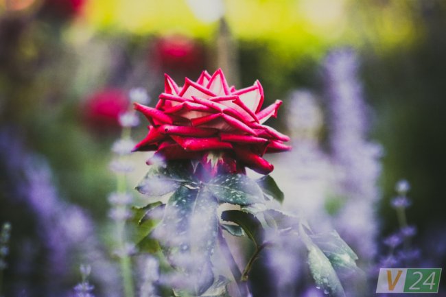 Рожеві, білі і червоні: у центрі Луцька зацвів трояндовий сад