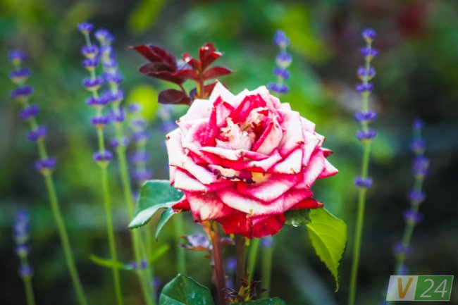 Рожеві, білі і червоні: у центрі Луцька зацвів трояндовий сад