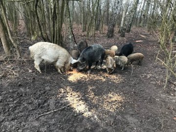 На Волині збудували нові вольєри для диких кабанів