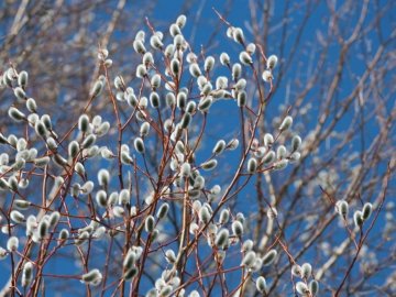 12 березня – яке сьогодні свято і що не можна робити в цей день