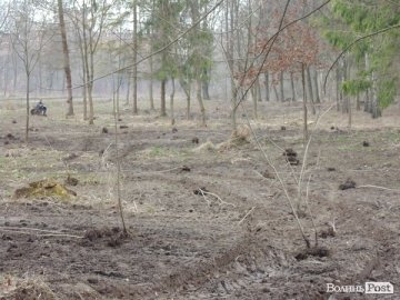 У Луцьку хулігани знищили молоді дерева