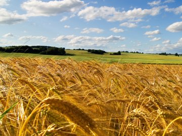 На Волині фірма захопила шматок державної землі