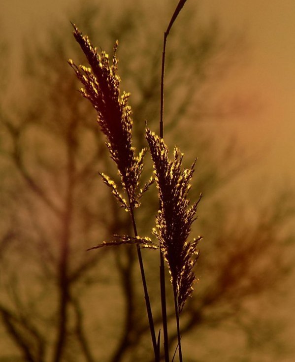 Краса вечірнього Берестечка: зворушливі фото
