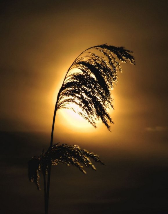 Краса вечірнього Берестечка: зворушливі фото