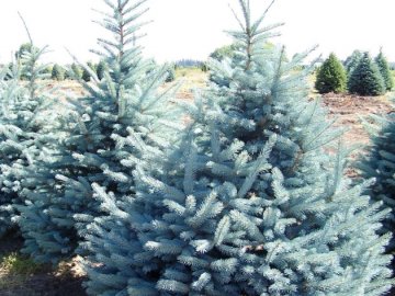 Волинянка вкрала поблизу будинку 7 ялинок